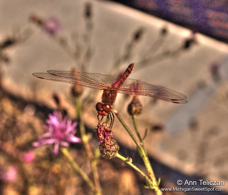 dragonflymss.jpg
