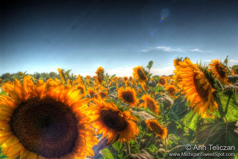 sunflowerfieldmss.jpg