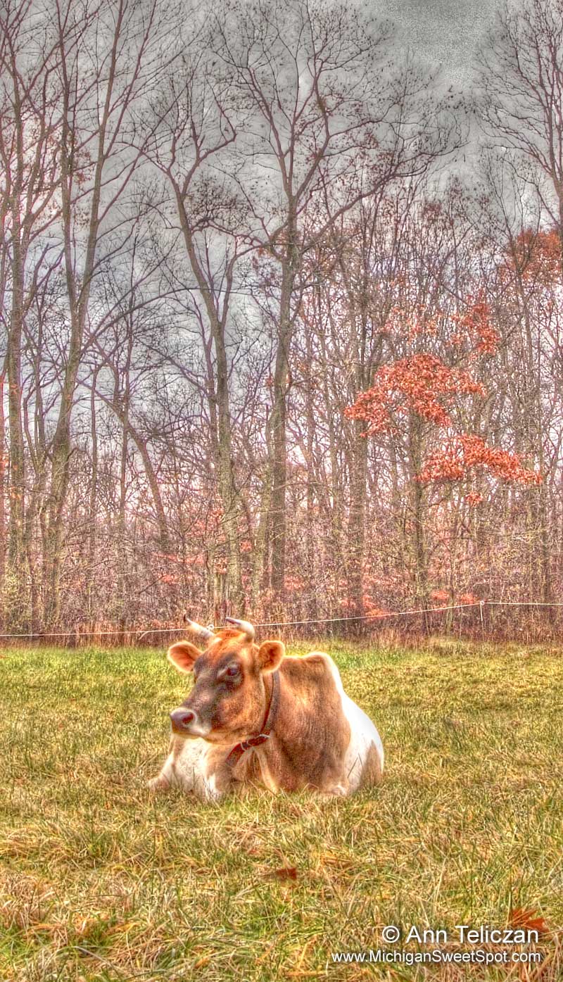 Horned Cow in Michigan Field