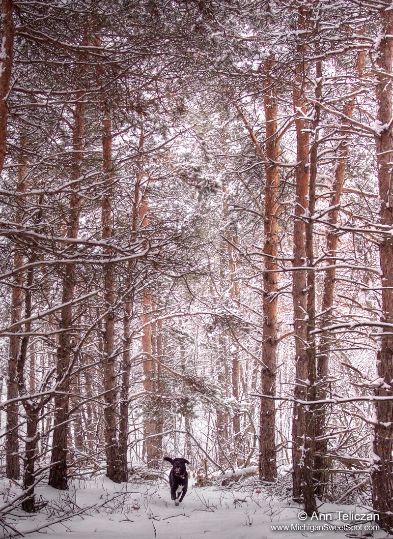 Dog running in winter woods