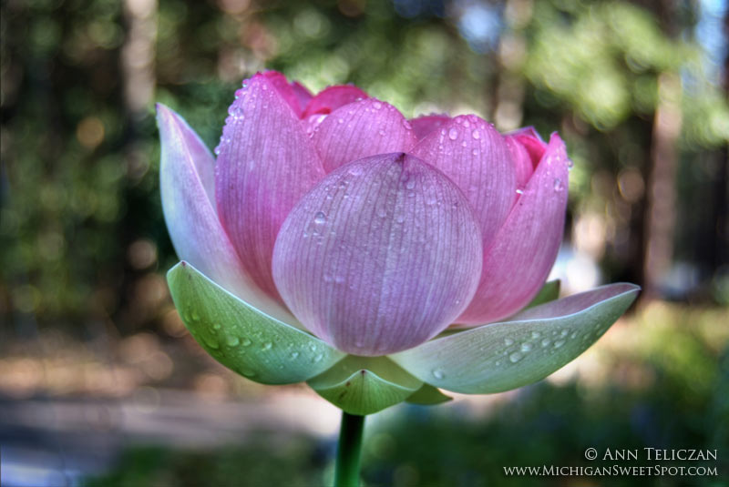 Lotus to Make You Smile